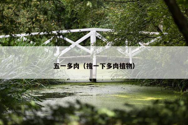 五一多肉（搜一下多肉植物）