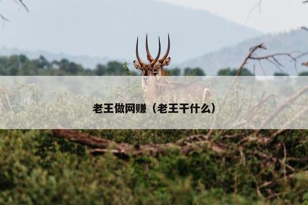 老王做网赚（老王干什么）
