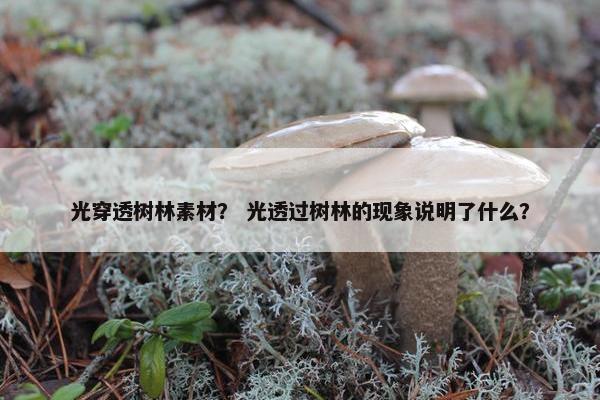 光穿透树林素材？ 光透过树林的现象说明了什么？