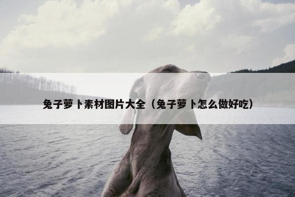 兔子萝卜素材图片大全（兔子萝卜怎么做好吃）